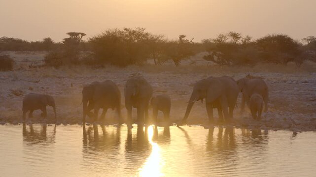 Etosha National Park, Namibia, a herd of African elephants drink from a waterhole at sunset.