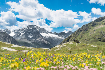 Fototapeta premium Alpine meadow with wildflowers and Disgrazia massif on background, Lombardy panorama