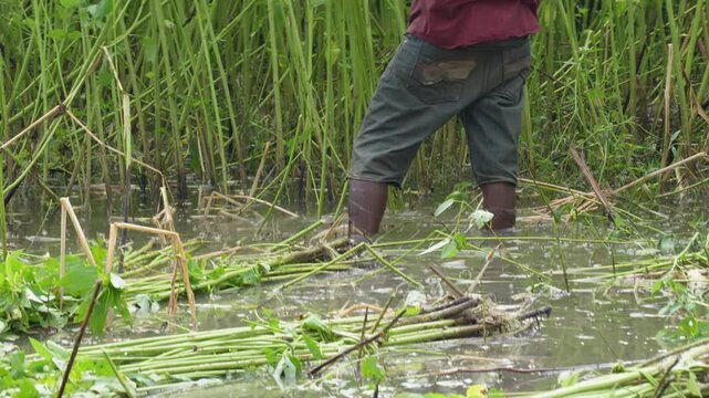 Farmer Working in Wetland Among Lush Jute Plants