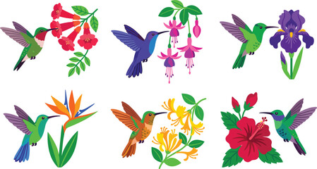 Colorful Hummingbird and Tropical Flower Vector Illustration Set Featuring Hibiscus Iris Fuchsia Bird of Paradise and Honeysuckle Elements for Pattern Designs © Shahariar
