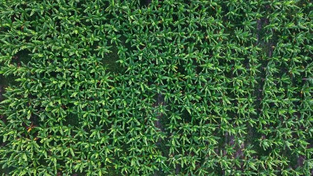 Aerial Drone View of Tropical Banana Plantation Rows