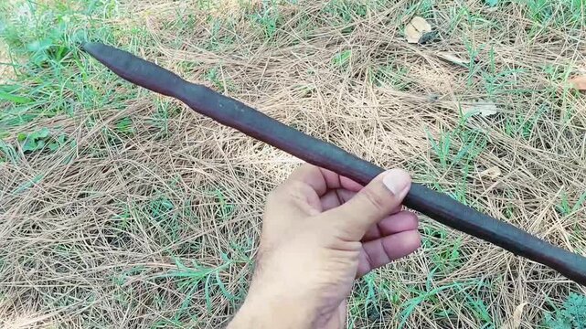 Hand Holding Large Cassia Fistula Seed Pod In Nature