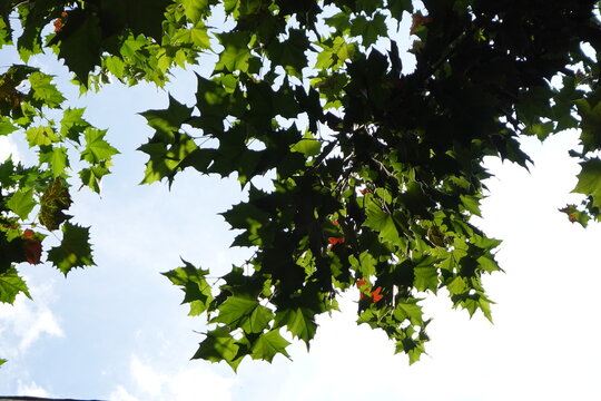 green leaves against blue sky