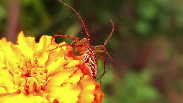 Striped Lynx Spider (Oxyopes sp.) on Yellow Marigold Flower, Extreme Macro Close Up of Predatory Spider Hunting on Bloom, Wildlife, Biodiversity, Natural Pest Control