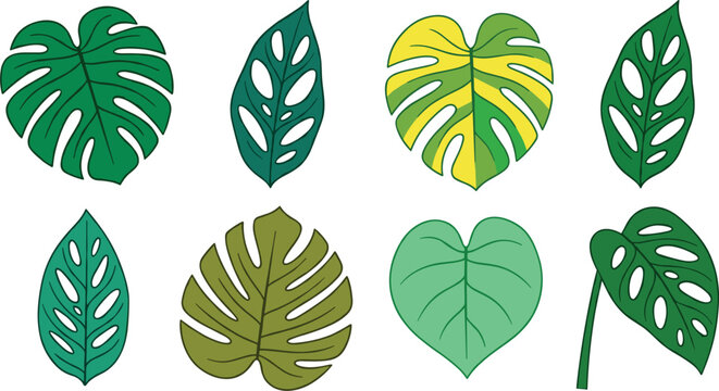 Tropical Monstera Deliciosa and Adansonii Swiss Cheese Plant Leaves Vector Icon Set with Variegated Green and Yellow Foliage for Botanical Designs