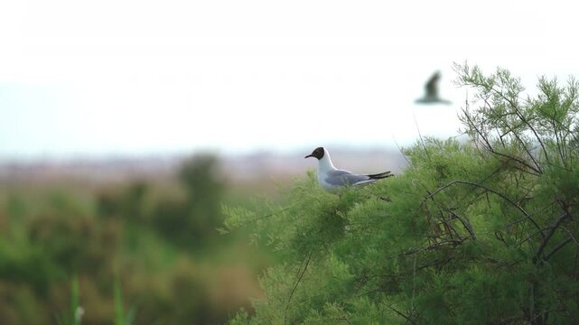 Mediterranean Gull Taking Flight From Dense Green Shrub