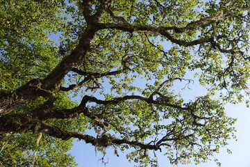 Obraz premium tree branches against blue sky