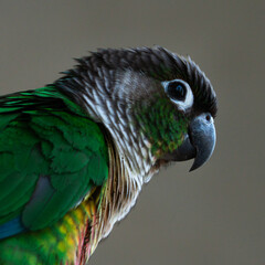 Close-up profile portrait of a green-cheeked conure parrot against a soft gray background © JoshuaKarl