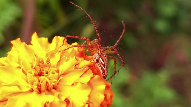 Striped Lynx Spider (Oxyopes sp.) on Yellow Marigold Flower, Extreme Macro Close Up of Predatory Spider Hunting on Bloom, Wildlife, Biodiversity, Natural Pest Control
