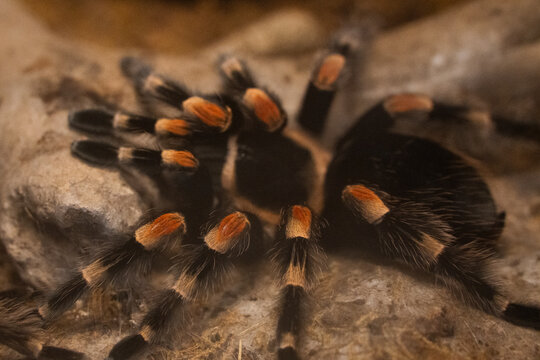 Close-up high angle shot of a Mexican redknee tarantula resting on a rocky surface