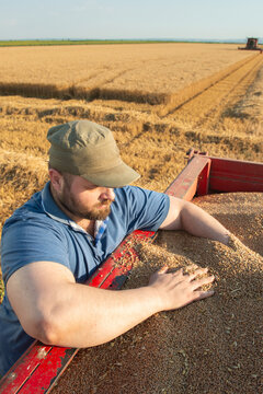Farmer inspecting freshly harvested wheat in grain trailer during harvest