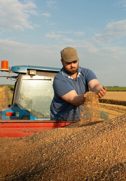 Farmer pouring harvested wheat from hands during grain harvest