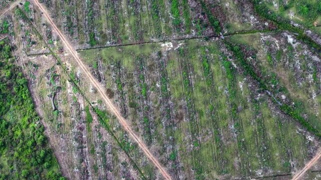 Fields split by dirt roads