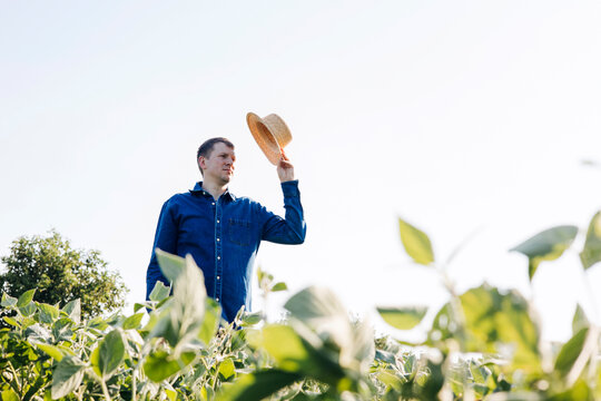 A man in blue shirt in a field with green soy. Country landscapes, agro field. Growing sunflowers on an industrial scale, farming. Portrait of a child
