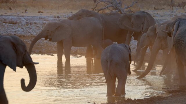 A herd of African elephants drink from a waterhole at sunset, Etosha National Park, Namibia.