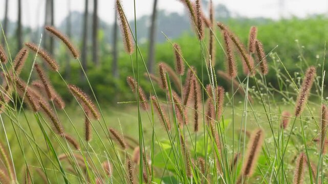 Foxtail Grass with Brown Fuzzy Seed Heads in Summer Field