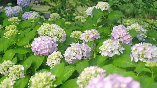色とりどりのあじさいが咲く風景