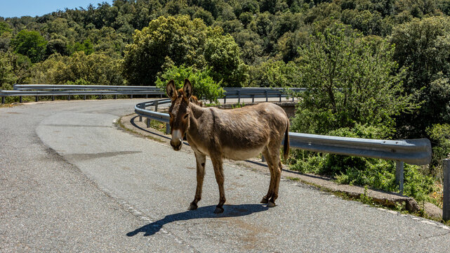 Auf einer Bergstrasse Sardiniens