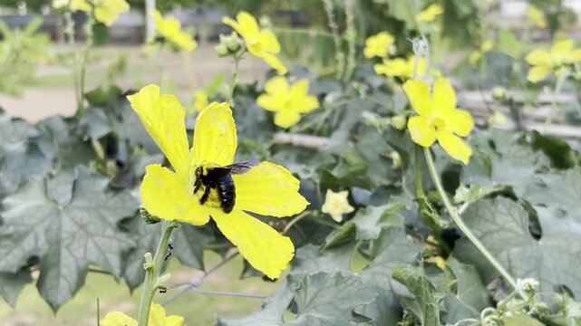 Luffa flowers that are being fed by bumblebees and swarmed by bees.