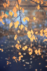 Fototapeta premium Autumn park background landscape, trees in warm tones, nature photography