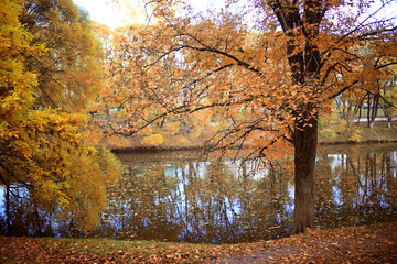 Fototapeta premium Autumn park background landscape, trees in warm tones, nature photography