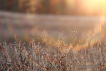 Obraz premium Autumn nature view, dry grass on a sunny day, the background of the outgoing season in warm tones