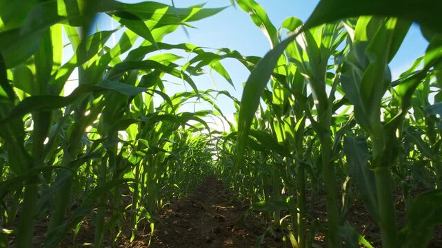 Moving through the rows of a corn field with the sun shining through the plants. The wind moves the fresh green leaves against the blue sky. 
