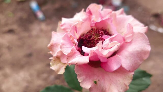Blooming Pink Rose Flower Close Up in Garden, Beautiful Fresh Rose Blossom, Floral Background, Nature, Spring Garden, Romantic Flower, Macro 4K Stock Footage