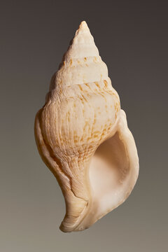 Close up of small, patterned conch shell against brown background