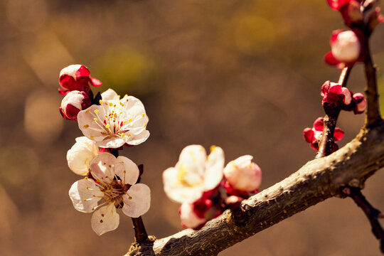 Close up of beautiful, delicate white and red apricot blossoms in sunlight on branch