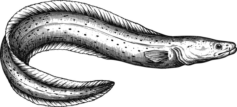 Eel fish vector illustration with vintage engraved details unagi marine or freshwater long snake body for seafood restaurant menu design.