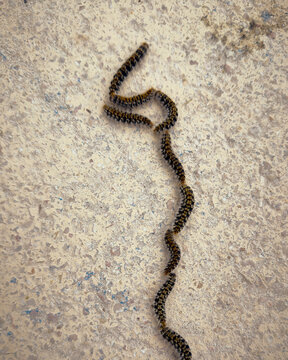 Row of pine processionary caterpillars, Thaumetopoe pityocampa, against textured background