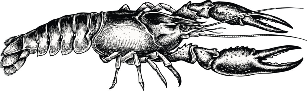 Crayfish vector illustration with vintage engraved details marine crawfish lobster claws shell and tail for seafood restaurant market menu design.