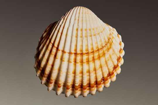 Close up of ribbed seashell with brown orange and brown stripes on gray background
