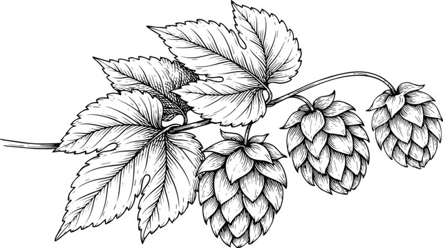 Hop branch vector illustration with vintage engraved cones and leaves for brewery craft beer label or organic botanical product design.