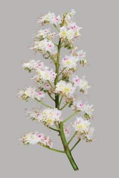 Still life of white, pink, and yellow buckeye flowers on branch against gray background