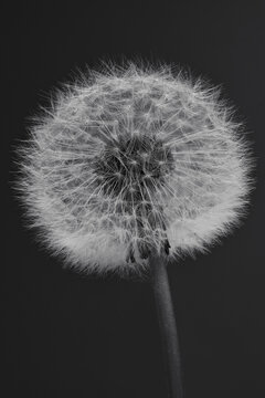 Black and white close up of beautiful white dandelion flower on black background