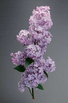 Delicate purple lilac flowers on stem against gray background
