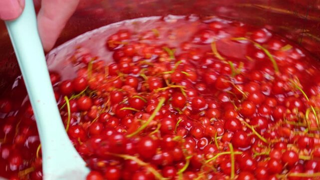 Red currant berries heat up slowly in a pot to release juices for homemade jam. Fresh fruits are stirred with a spatula. Vibrant mixture warms up well before reaching the boiling point.