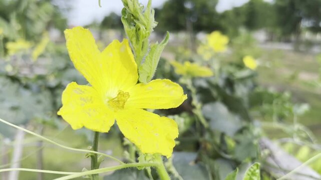 Luffa flowers that are being fed by bumblebees and swarmed by bees.