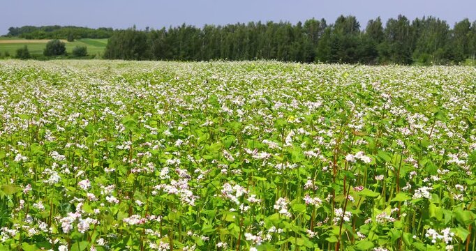A blooming buckwheat field on a sunny day
