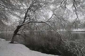 Fototapeta premium Snowfall in a winter park, landscape trees covered with snow, nature background, seasonal weather background