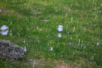 Obraz premium summer rain on the background of green grass, drops in motion background of fresh nature