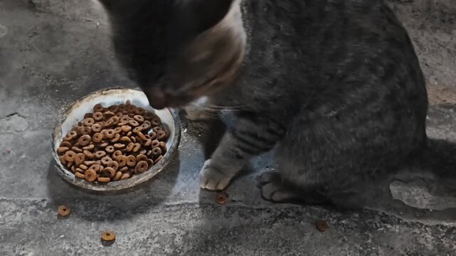 A gray and black cat with a mottled coat eats from a bowl of kibble on a gray stone floor