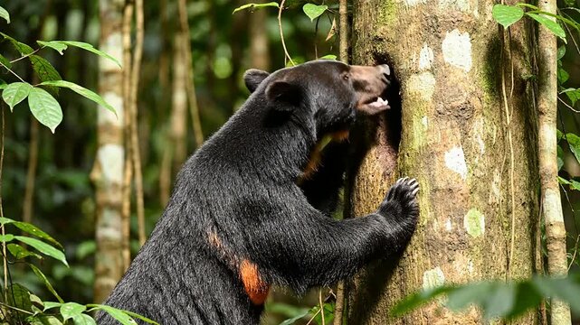 Sun Bear Standing on Hind Legs Inspecting Tree Trunk in Lush Sumatran Jungle, Showcasing Curiosity and Beautiful Fur Texture Against Tropical Forest Background