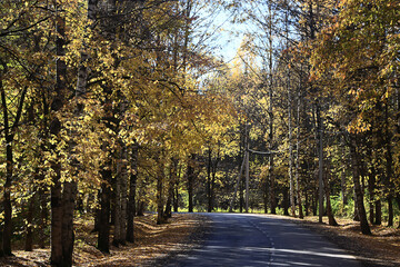 Fototapeta premium autumn park, nature landscape, trees in a seasonal background