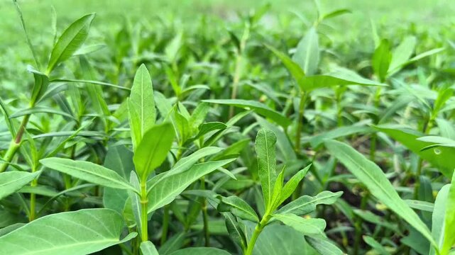 A closeup view of a lush green plant with many leaves growing in a field or garden