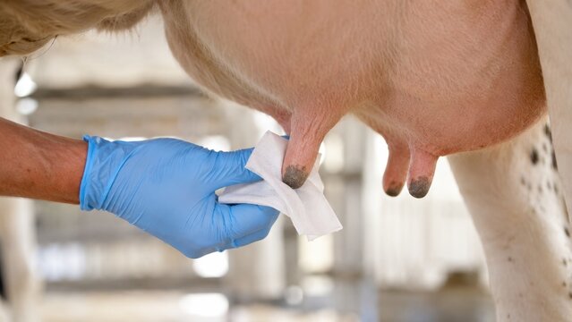 dairy worker cleaning cow udder and teats with a sanitizing wipe before milking