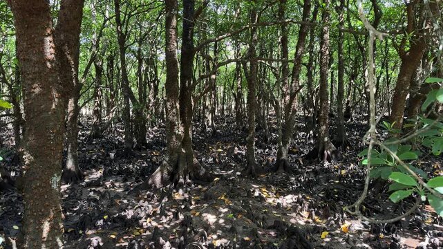 Dense mangrove forest with unique exposed roots at low tide on Ishigaki Island, Okinawa, Japan. Komorebi.
