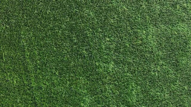 Aerial drone view of coconut tree shadow on paddy field